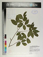 JAdNV0573 Drypetes lateriflora.JPG