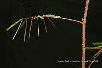 Huitz 1923 Mimosa sp..jpg