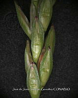 Teocintle 162 Zea diploperennis.jpg