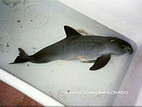 NBA0032 Phocoena sinus.jpg