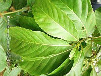 JF092 0429 Saurauia yasicae.jpg