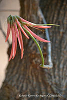 RRR0406 Erythrina lanata.jpg