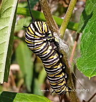 LCF 0493 Danaus plexippus.jpg