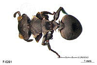ME006 Hormi 0176 Cephalotes biguttatus.jpg