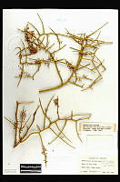 101348 Koeberlinia spinosa tenuispina.jpg