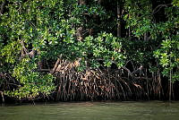 FBA0516 Rhizophora mangle.jpg