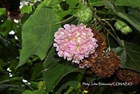 PJB ME014 074 Dombeya wallichii.JPG