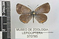 JF018 0764 Cupido comyntas.jpg