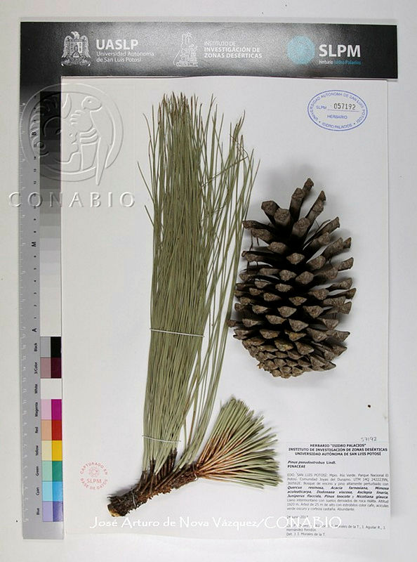 JAdNV0355%20Pinus%20pseudostrobus%20ssp.%20pseudostrobus.JPG.riexyvrzMckruyFjQA3g0JtbmFja29CbnFuZ3NAbXJ6LGtwZwA.no0fgUC H 