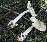 EPS0005 Amanita sp..JPG