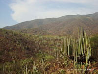 OTVHK040-907 Tetechera de Neobuxbaumia tetetzo cerca poblacion de Mhuitzilipochtli.TIF