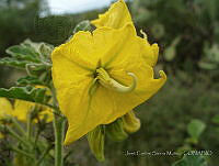 JCSM081 Solanum rostratum.jpg