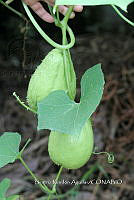 SG002 0137 Sechium edule.jpg