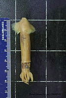 KT014 0139 Sthenoteuthis oualaniensis.JPG