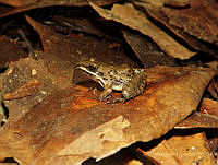 JLAL0050 Leptodactylus fragilis.jpg