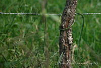 GNHA01 Leptophis diplotropis.jpg