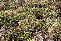 CGL5359 Dunantia.jpg