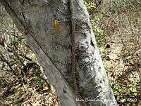 MEGA 0811 Dolichandra unguis-cati.JPG