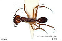 ME006 Hormi 0287 Odontomachus brunneus.jpg