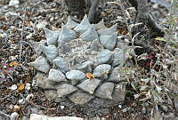 CAOS01 Ariocarpus retusus.jpg