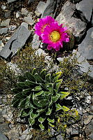 FBA0449 Agave victoriae-reginae, Echinocereus reichenbachii ssp. armatus.jpg