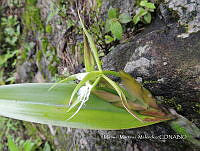 JF092 0145 Epidendrum ciliare.jpg