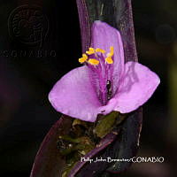 PJB ME014 173 Tradescantia pallida.JPG