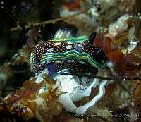 AEG0072 Felimare agassizii.jpg