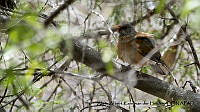 AAKVDH 0163 Turdus rufopalliatus.JPG