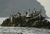 CEOV0181 Pelecanus occidentalis.jpg