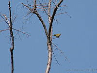 CGL2293 Oreothlypis virginiae.jpg