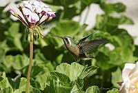 CNS0455 Basilinna xantusii.jpg