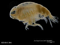 ME006 Z 0415 Lycaea pulex - Marion, 1874.jpg