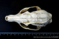 AAGC0209 Urocyon cinereoargenteus.jpg