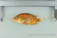 SGQ3294 Herichthys pantostictus.jpg