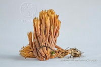 ZAPF 0683 Phaeoclavulina.jpg