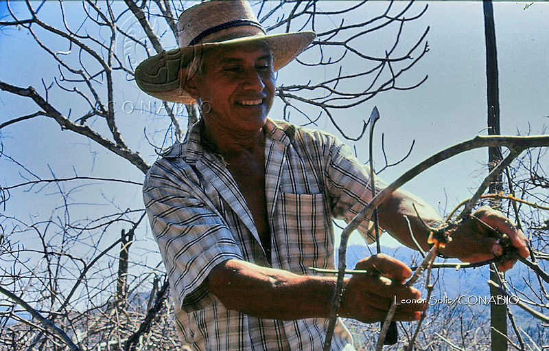 LS0004%20Bursera%20citronella.jpg.kifs r78MQGzPbNjQA3g0JtbmFja29CbnFuZ3NAbXJ6LGtwZwA.LRgEjq0uB2