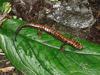LCM0140 Bolitoglossa alberchi.jpg