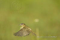 MGaves 3359 Vireo olivaceus.jpg