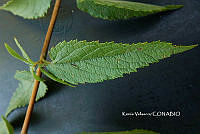 ME010 KV 02550 Asterohyptis stellulata (Benth.) Epling, 1932.JPG