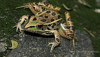 RCF0031 Lithobates spectabilis.jpg