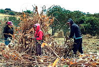 PRV 001 Zea mays.jpg