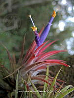 JAdNV0002 Tillandsia ionantha.JPG
