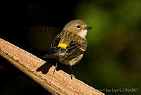 VHL0236 Setophaga coronata.jpg