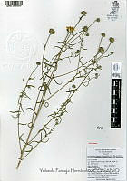 YPH4073 Aldama linearis.jpg