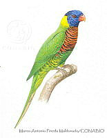 MAPM1204 Trichoglossus haematodus haematodus.jpg