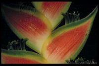 EHP0020 Heliconia sp..jpg