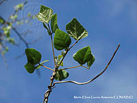MEGA 0769 Erythrina lanata.JPG