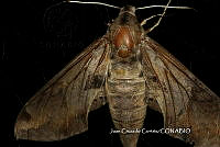 JCC0098 Sphingidae.JPG