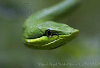 MASM02835 Oxybelis fulgidus.jpg